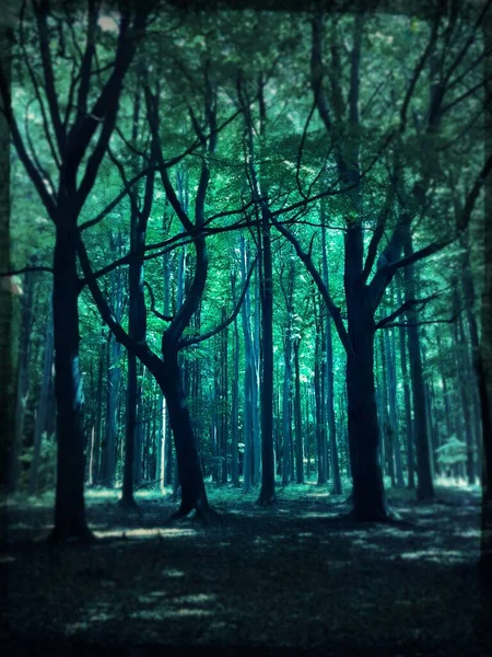 Tonos Luz Verde Mañana Bosque Encantado Patrones Diseños — Foto de Stock