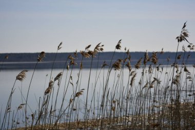 Temiz bir göl ve ormanın arka planında kuru otların kökleri ve kulakları