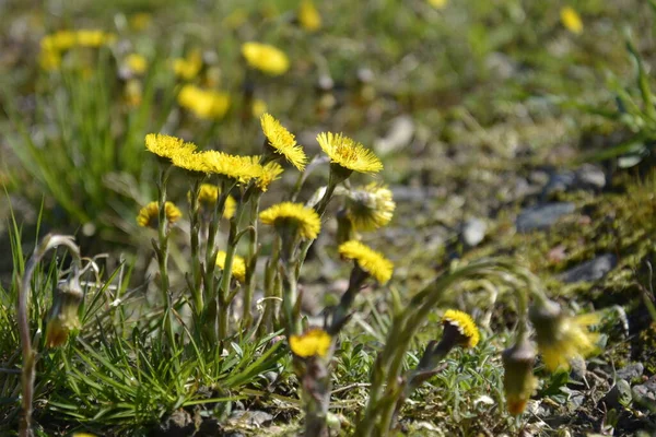 Gul foalfoot blommor på färskt grönt gräs tidigt på våren i solljus — Stockfoto