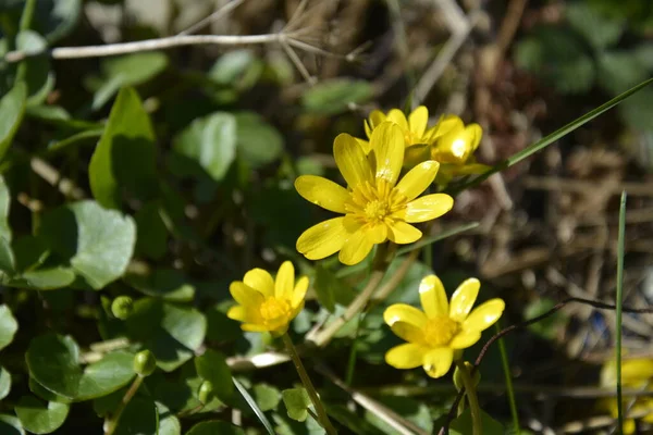 Gul vår Chistyakov odlar blommor på gräsmattan. Gula små blanka blommor och saftiga blad — Stockfoto