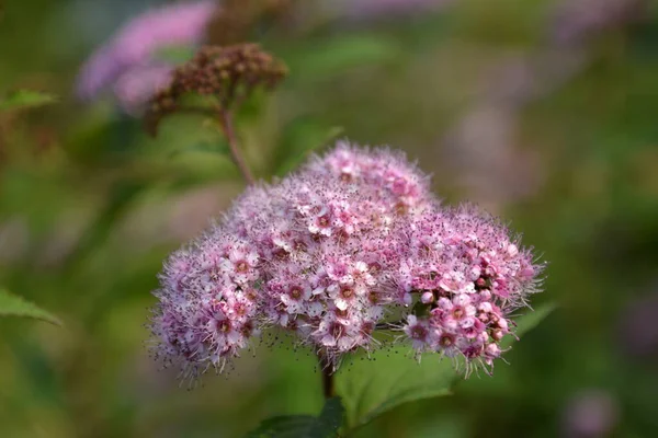 Close-up pink flowers Spiraea yaponica against the backdrop of a green park. Beautiful decorative bush in the light of summer evening. — Stock Photo, Image