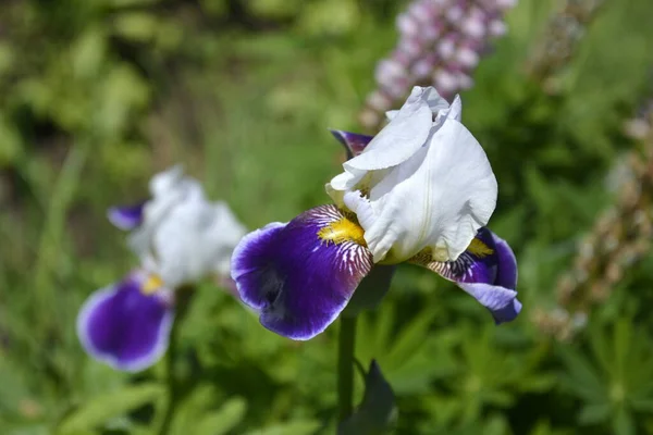 Bunga iris taman berwarna putih ungu dengan latar belakang rumput hijau — Stok Foto