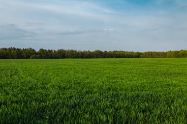 Tarla, ağaçlar ve mavi gökyüzü. Güneşli bir günde yeşil alan.