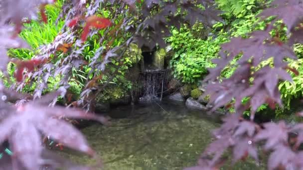 Giardino Botanico Zen Giapponese Con Foglie Rosse Verdi Con Acqua — Video Stock