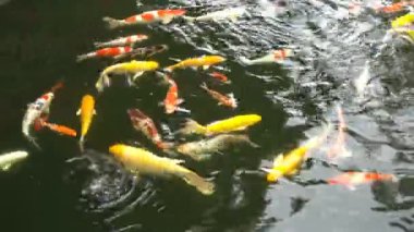 Renkli süslü sazan veya Japon koi balık gölde yüzüyor.