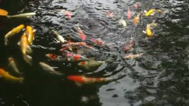 Renkli süslü sazan veya Japon koi balık gölde yüzüyorlar. Süper ağır çekim 120 fps.