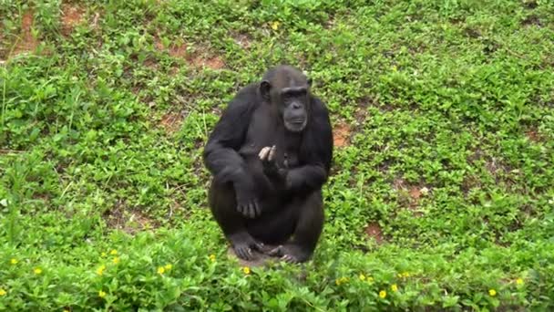 Maduro Chimpancé Perchas Disfrutar Hierba Zoológico — Vídeos de Stock