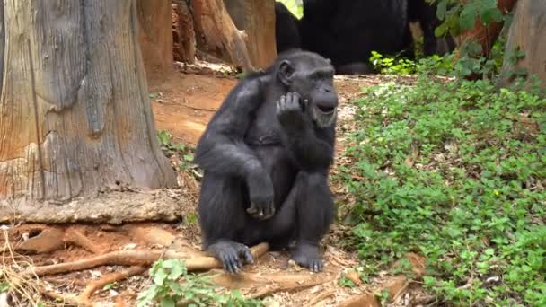 Mature Chimpanzé Perches Profiter Sur Herbe Dans Zoo — Video