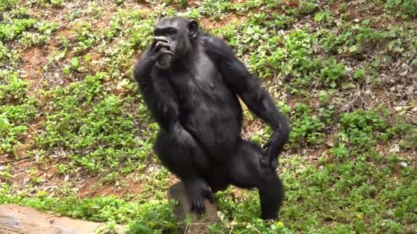 Reife Schimpansenbarsche Genießen Gras Zoo — Stockvideo
