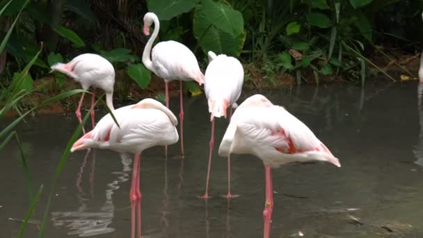 一群白火烈鸟站在动物园里寻找食物 漫步在水中 — 图库视频影像