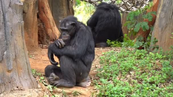 成熟的黑猩猩栖息在动物园的草地上 — 图库视频影像