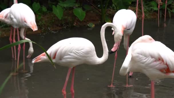 Groupe de flamant blanc est stand trouver de la nourriture et marcher dans l'eau au zoo  