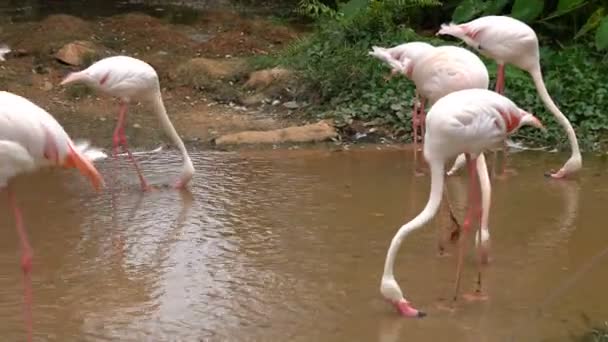 一群白火烈鸟站在动物园里寻找食物 漫步在水中 — 图库视频影像