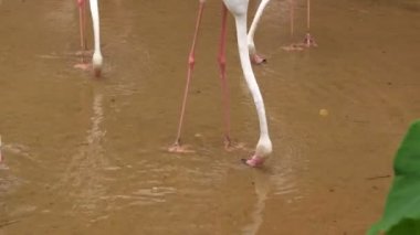 Beyaz flamingo stand bul yiyecek ve su Hayvanat Bahçesi'nde yürüyüş grubudur 