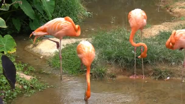 Gruppo Fenicottero Rosa Stand Trovare Cibo Camminare Acqua Allo Zoo — Video Stock