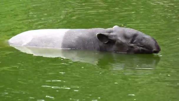 Maayan Tapirl Lub Asian Tapir Pływać Wodzie Zoo — Wideo stockowe