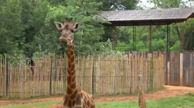 Afrika savana veya muz turist üzerinden hayvanat bahçesinde yemek zürafalar