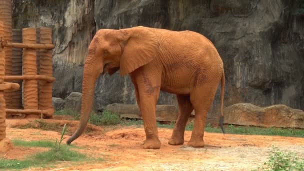 Éléphant d'Afrique géant avec sol rouge bâton stand dans le zoo 