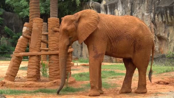 スティック赤い土で巨大なアフリカ象は動物園に立つ — ストック動画