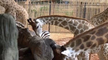 Afrika savana veya muz turist üzerinden hayvanat bahçesinde yemek zürafalar