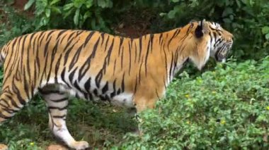 Ormanın içinde yürüyüş tiger hayvanat bahçesinde korkunç arıyor
