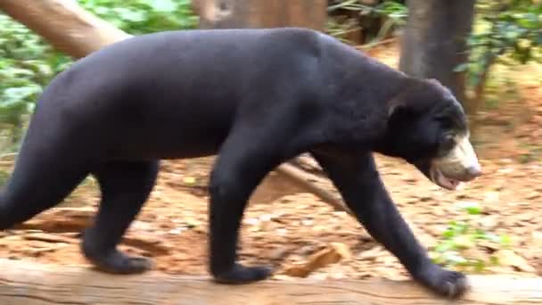 马来熊或熊宝宝在动物园里的笼子里散步 — 图库视频影像