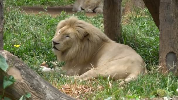 Leone Dormire Sull Erba Elegante Animale Stato Chiamato Selvaggio — Video Stock