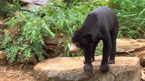 马来熊或熊宝宝在动物园里的笼子里散步 — 图库视频影像