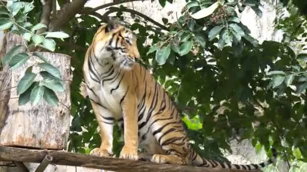 Тигр Гуляющий Джунглях Выглядит Пугающе Зоопарке — стоковое видео