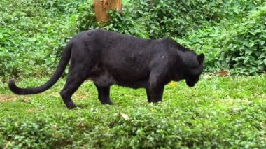 Siyah Leopar veya Kara Panter waiking çevresinde çimenlerin üzerinde.