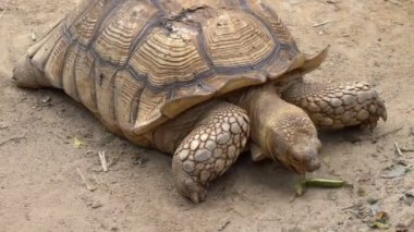 Madagaskar closeup veya saban demiri kaplumbağa yerde Hayvanat Bahçesi. Dev kaplumbağa.