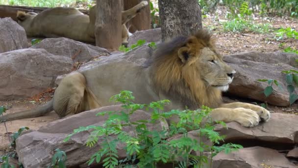 Leão Dorme Pedra Elegante Animal Foi Nomeado Selvagem — Vídeo de Stock