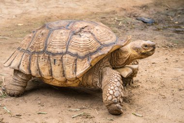 Galapagos kaplumbağası hareket galapagos Adaları yaşayan bir hayvan olmak.