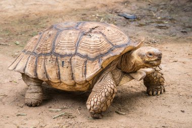 Galapagos kaplumbağası hareket galapagos Adaları yaşayan bir hayvan olmak.