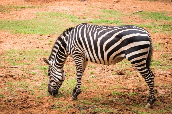african plains zebra eating green grass in zoo