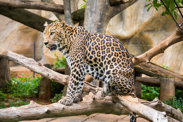 Leopard standing on the tree in zoo