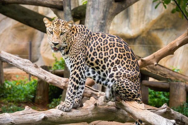 Leopard Standing Tree Zoo — Stock Photo, Image