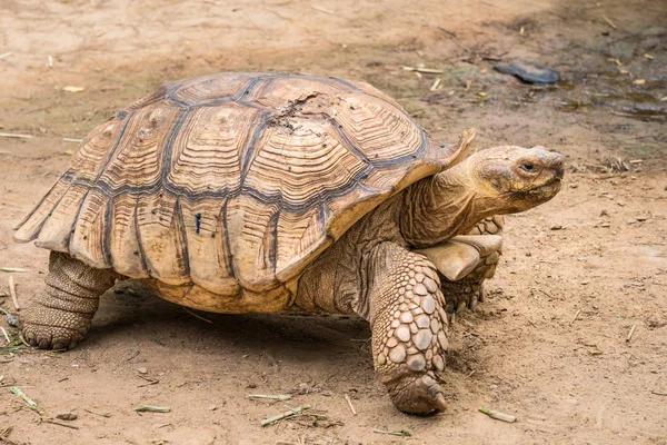 Galapagos Tortoise Motion Animal Living Galapagos Islands — Stock Photo, Image