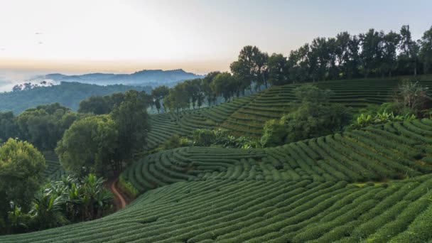 Upływ Czasu 101 Herbata Plantation Doi Mae Salong Jest Popularnym — Wideo stockowe