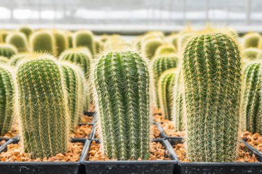 Kaktüs tencerede dikim için adl değişik satırları seçin ve yumuşak odak düzenlenmiştir. Kaktüs arka plan ve doku veya kopya alanı.