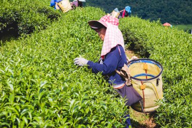 Chiang Rai, Tayland - 25 Eylül: Hill kabile kadınlar çay yaprakları bir sepet çay plantasyon üzerinde 25 Eylül 2018 üzerinde 101 Doi Mae Salong, Chiang Rai, Tayland çay plantasyonunda var.