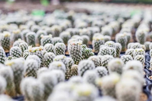 Cactus Nombreuses Variantes Dans Pot Pour Plantation Disposée Rangées Sélectionner — Photo