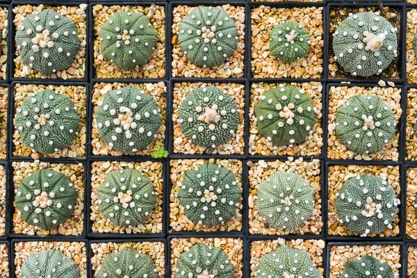 Cactus Nombreuses Variantes Dans Pot Pour Plantation Disposée Rangées Sélectionner — Photo