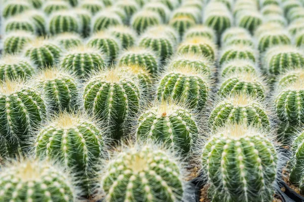 Cactus Muchas Variantes Pote Para Plantar Dispuestos Filas Seleccionar Enfoque —  Fotos de Stock
