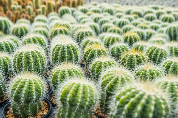 Kaktus Wiele Wariantów Garnku Sadzenia Ułożonych Wiersze Wybierz Soft Focus — Zdjęcie stockowe