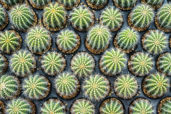 Cactus Muitas Variantes Potenciômetro Para Plantar Arranjado Nas Fileiras Selecionam — Fotografia de Stock