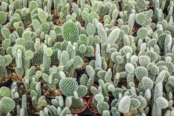 Kaktus Mnoho Variant Hrnci Výsadbě Uspořádané Řádků Select Měkké Zaměření — Stock fotografie