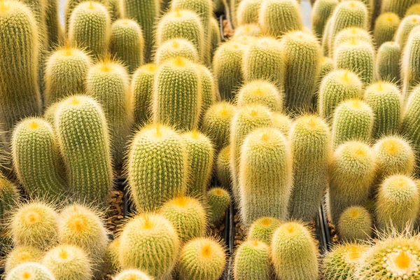 Cactus Nombreuses Variantes Dans Pot Pour Plantation Disposée Rangées Sélectionner — Photo