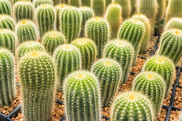 Kaktus Wiele Wariantów Garnku Sadzenia Ułożonych Wiersze Wybierz Soft Focus — Zdjęcie stockowe