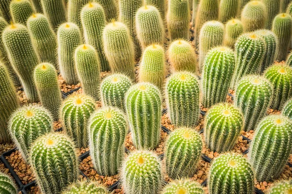 Cactus Nombreuses Variantes Dans Pot Pour Plantation Disposée Rangées Sélectionner — Photo